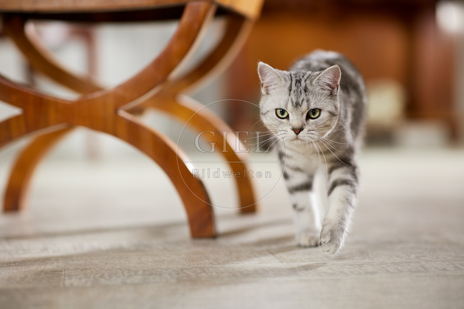 117637 Britisch Kurzhaar Katze