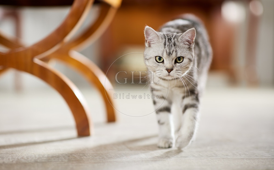 117638 Britisch Kurzhaar Katze