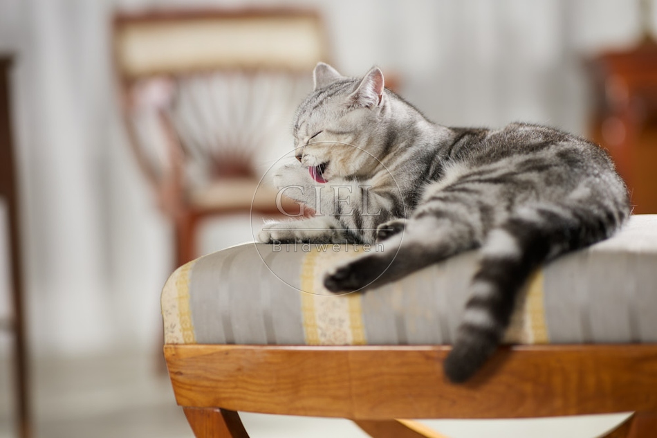 117639 Britisch Kurzhaar Katze