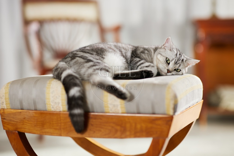 117640 Britisch Kurzhaar Katze