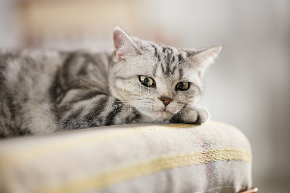 117641 Britisch Kurzhaar Katze