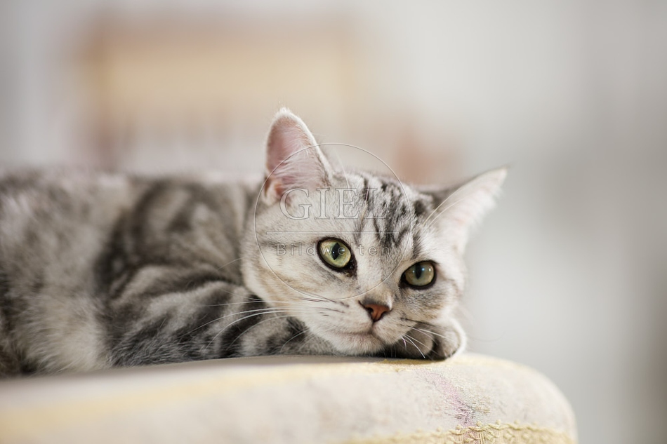 117642 Britisch Kurzhaar Katze