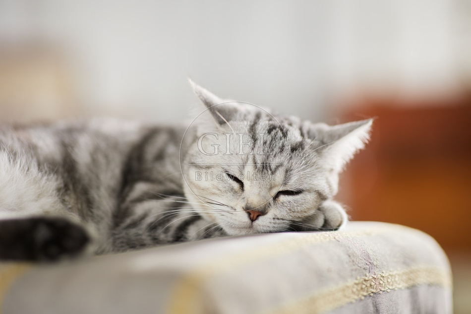 117643 Britisch Kurzhaar Katze