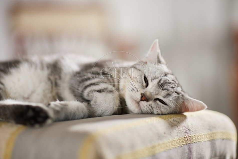 117644 Britisch Kurzhaar Katze