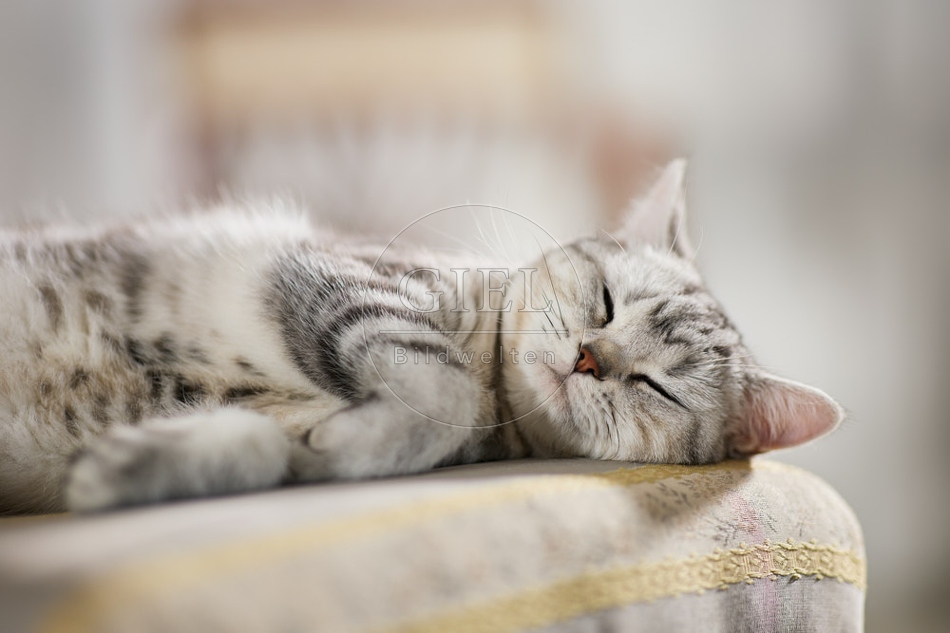 117645 Britisch Kurzhaar Katze