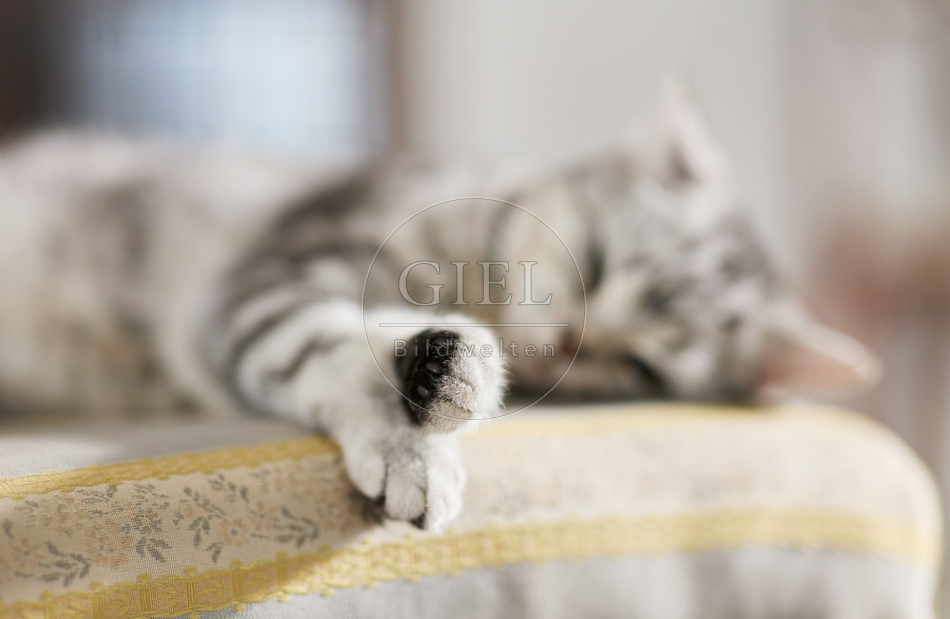 117646 Britisch Kurzhaar Katze