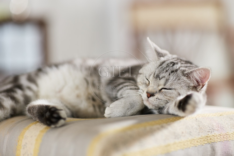 117647 Britisch Kurzhaar Katze