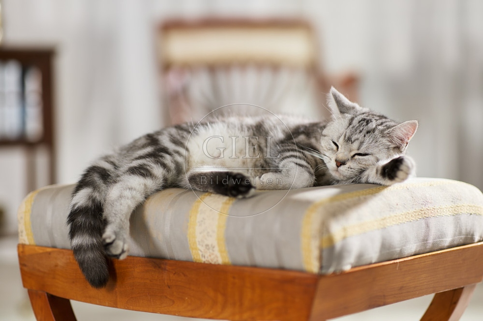 117648 Britisch Kurzhaar Katze