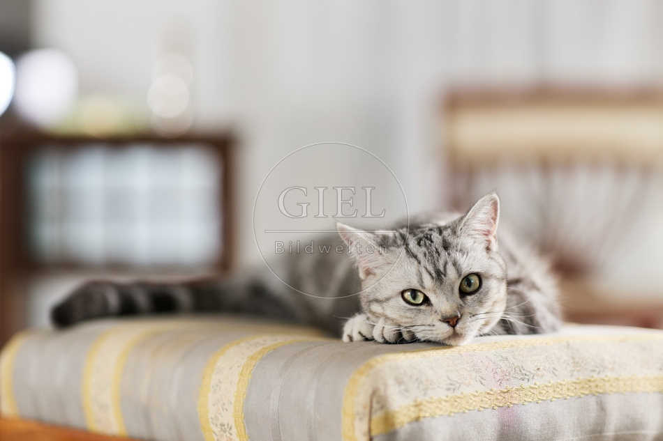 117649 Britisch Kurzhaar Katze