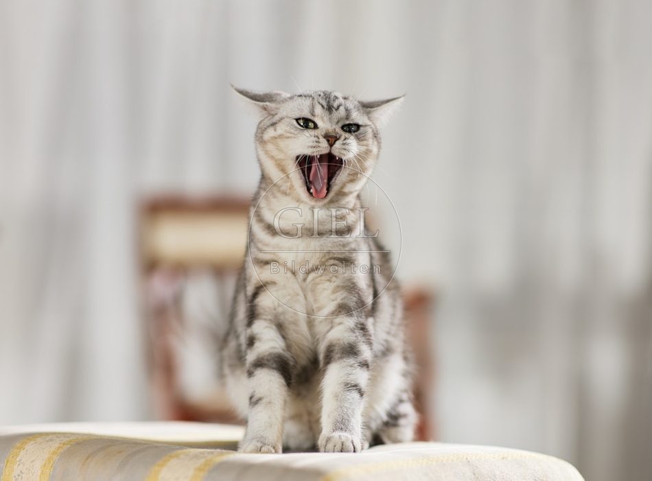 117650 Britisch Kurzhaar Katze