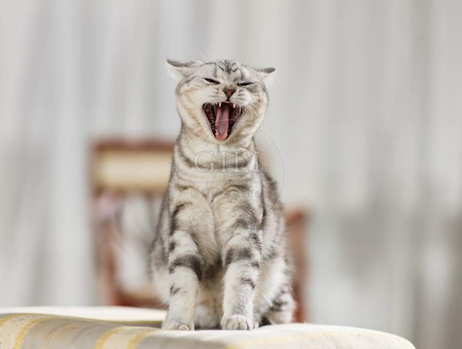 117651 Britisch Kurzhaar Katze