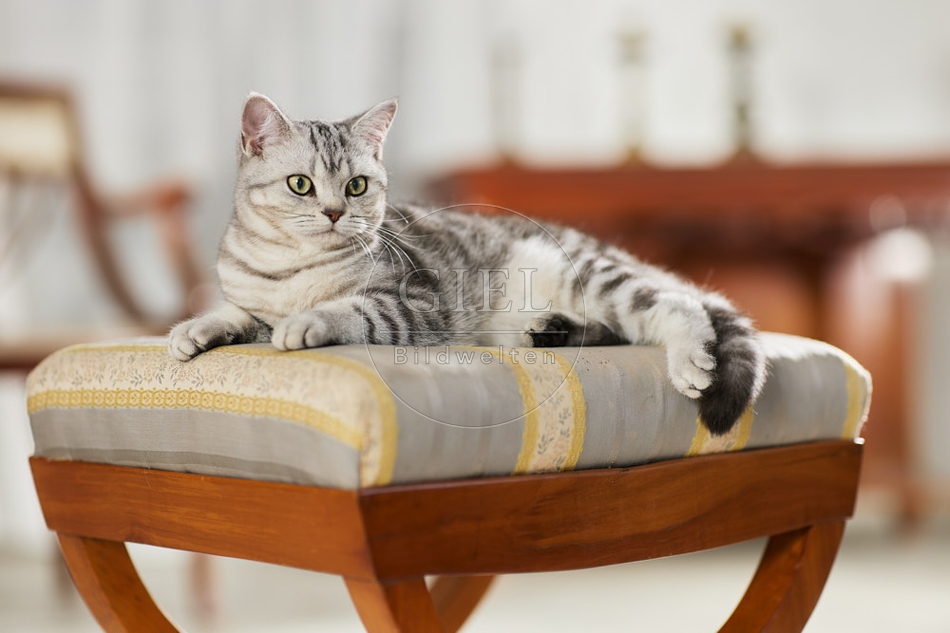 117652 Britisch Kurzhaar Katze