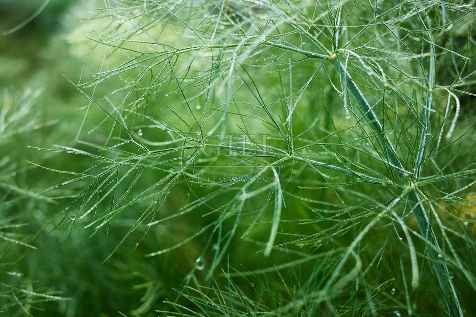 118009 Knollenfenchel