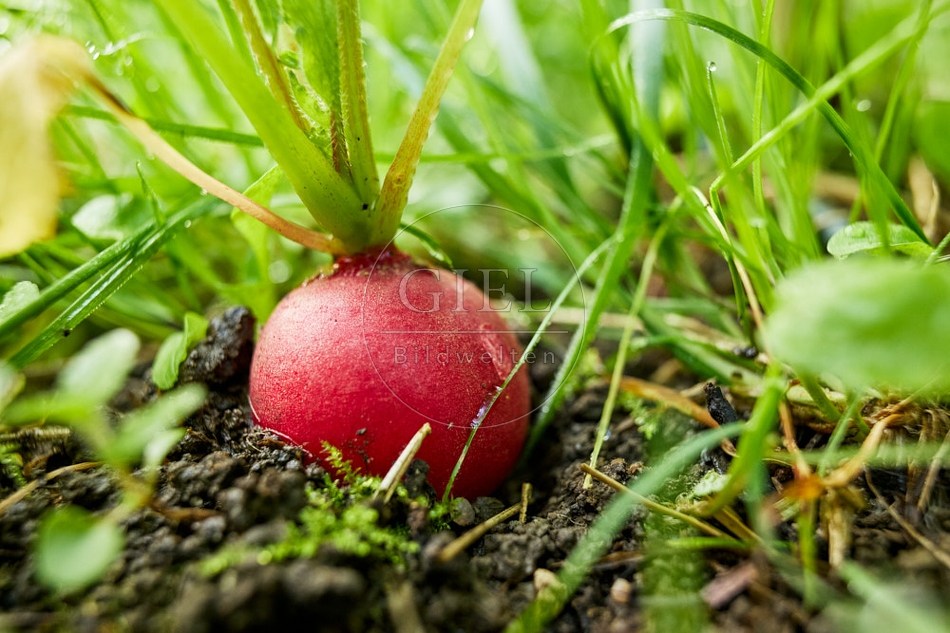 118012 Radieschen