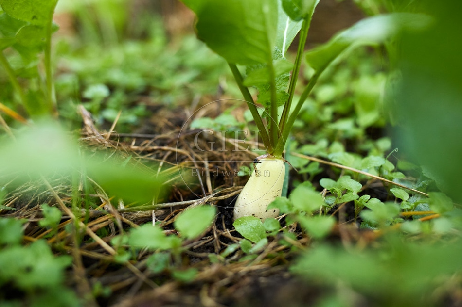 118017 Radies Eiszapfen
