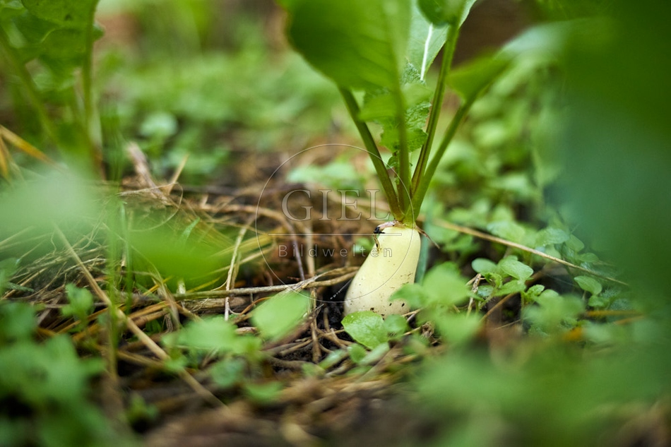 118018 Radies Eiszapfen