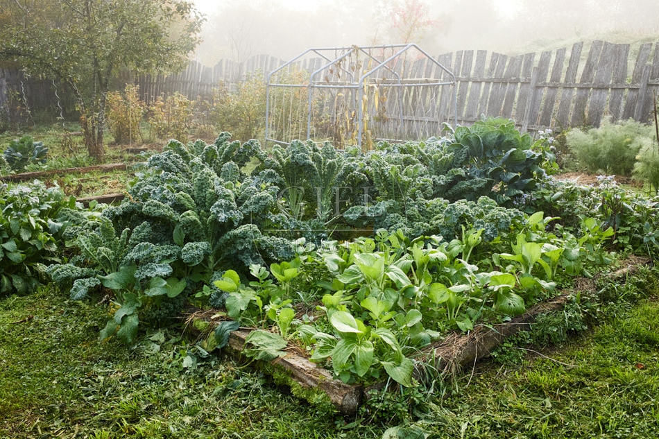 118019 Gemüsegarten im Herbst