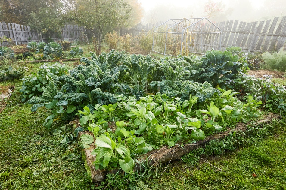 118020 Gemüsegarten im Herbst