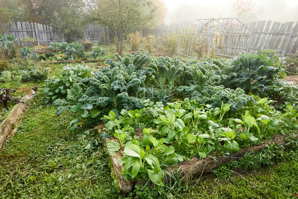 118021 Gemüsegarten im Herbst