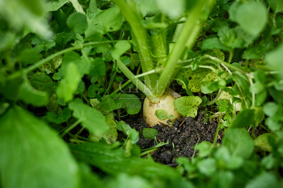 118032 Radies Eiszapfen