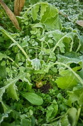 118033 Radies Eiszapfen