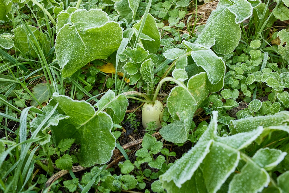 118037 Radies Eiszapfen