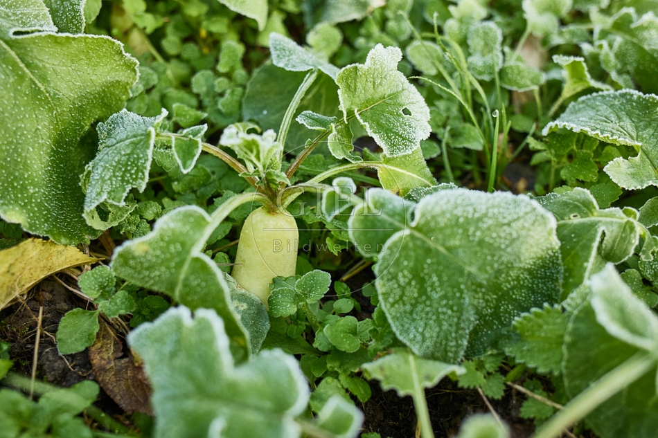 118038 Radies Eiszapfen