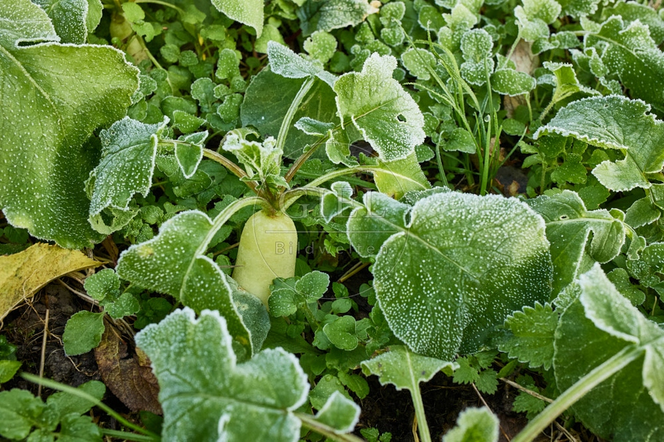 118039 Radies Eiszapfen