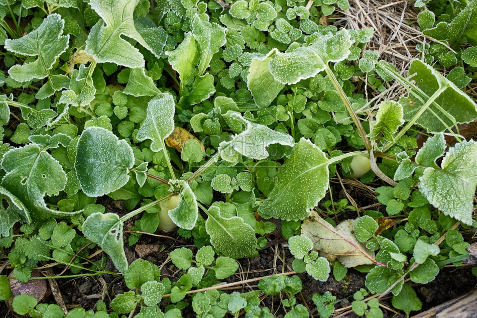 118040 Radies Eiszapfen