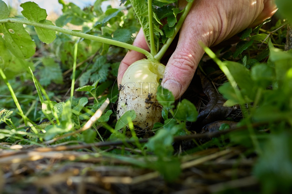 118050 Radies Eiszapfen, ernten