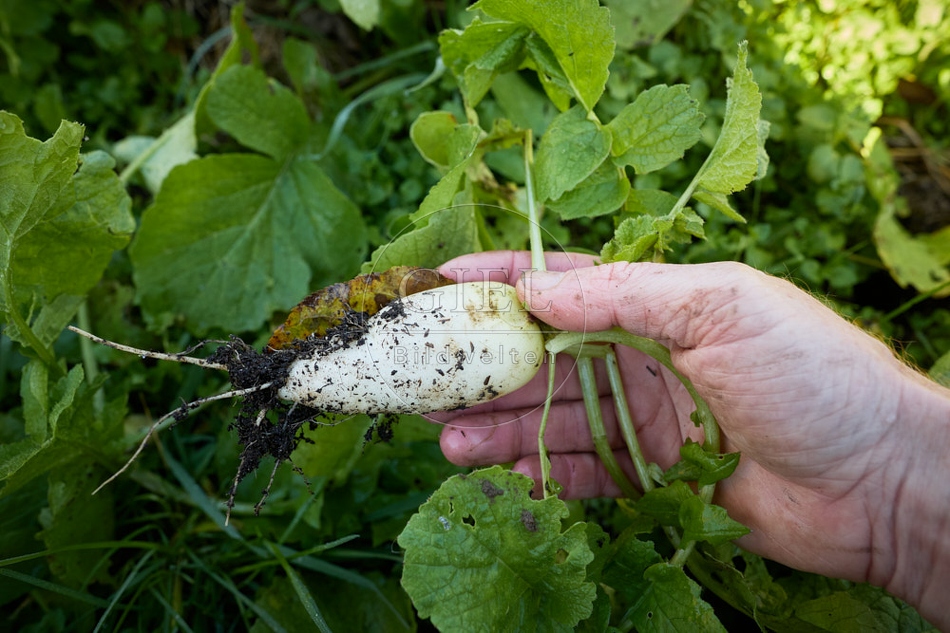 118051 Radies Eiszapfen, ernten