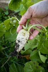 118052 Radies Eiszapfen, ernten
