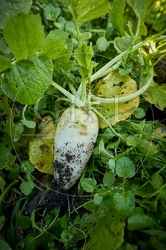 118053 Radies Eiszapfen, ernten