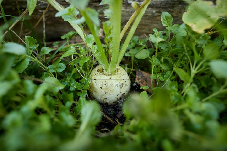118054 Radies Eiszapfen
