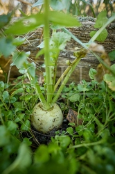 118055 Radies Eiszapfen