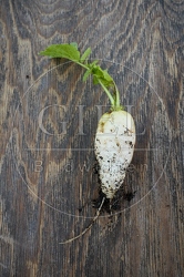 118056 Radies Eiszapfen, ernten