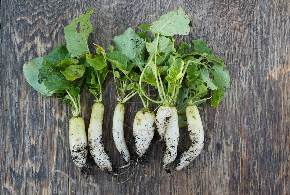 118057 Radies Eiszapfen, ernten