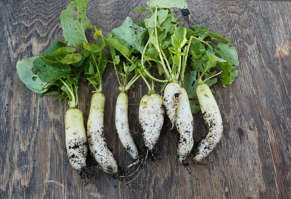 118058 Radies Eiszapfen, ernten