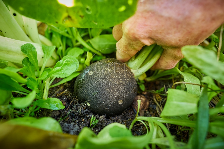 118059 Schwarzer Winterrettich