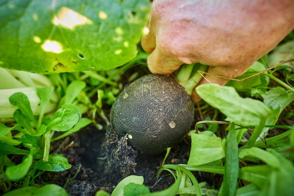 118060 Schwarzer Winterrettich