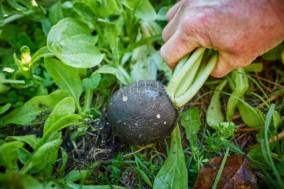 118061 Schwarzer Winterrettich