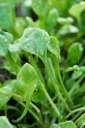 118066 Winterpostelein