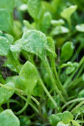 118067 Winterpostelein