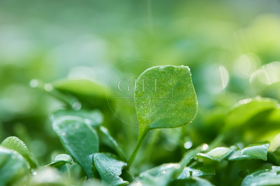 118068 Winterpostelein