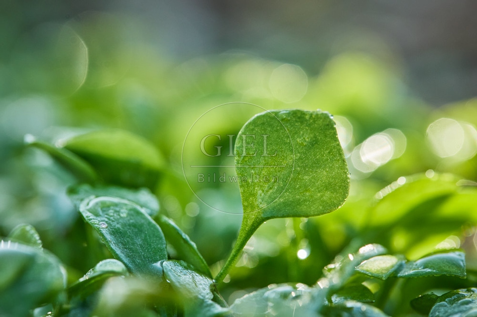 118069 Winterpostelein