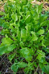 118070 Rucola im Garten