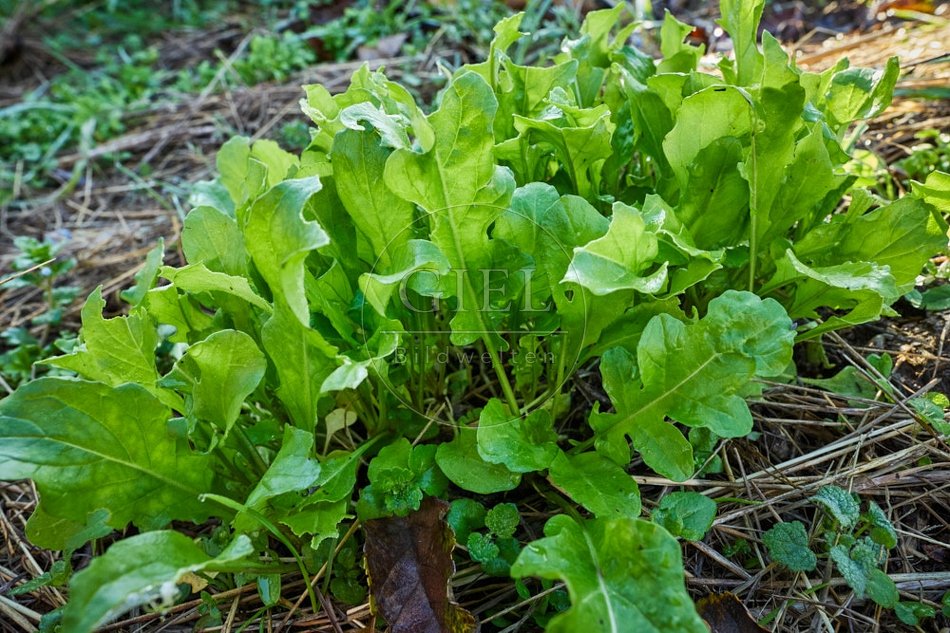 118071 Rucola im Garten