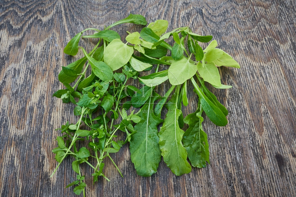 118073 Verschiedene Salatblätter