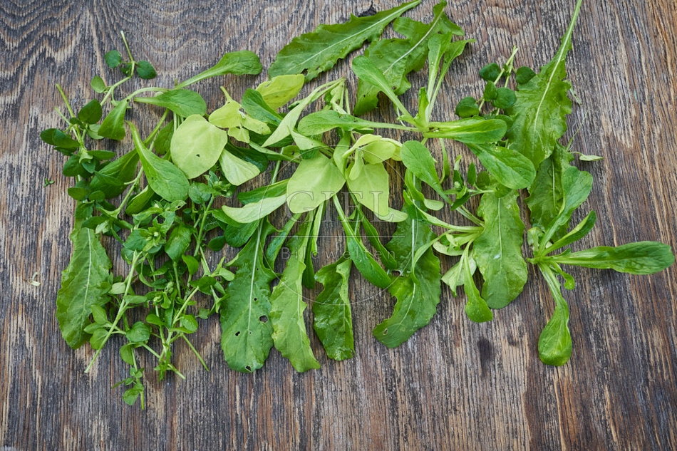 118074 Verschiedene Salatblätter