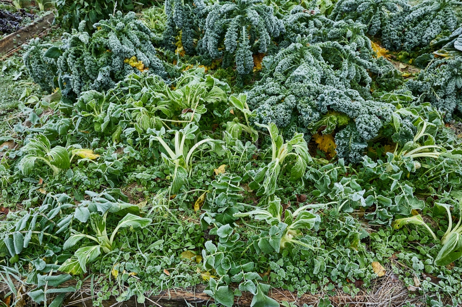 118076 Gemüsebarten, Gemüsebeet bei Frost